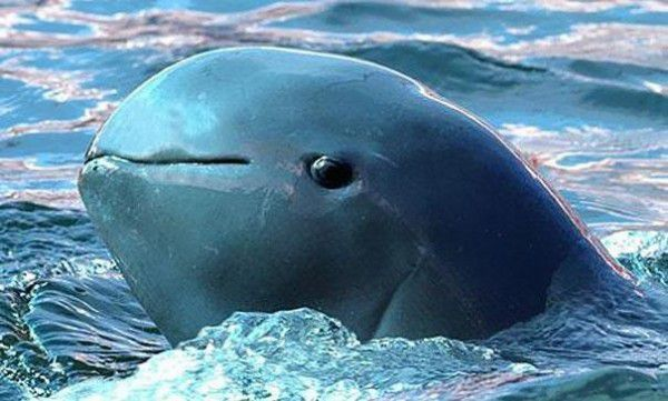 Иравади, дельфин.