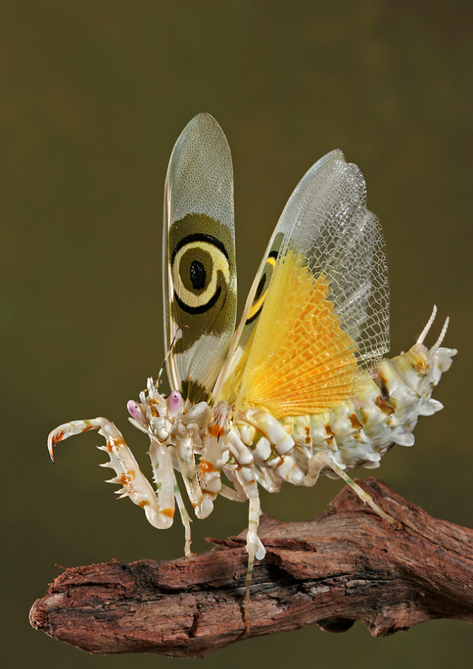 蝶のカマキリ。