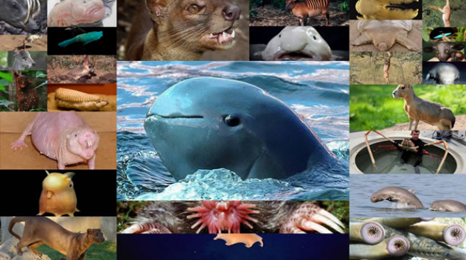 50 самых странных новых видов животных в мире