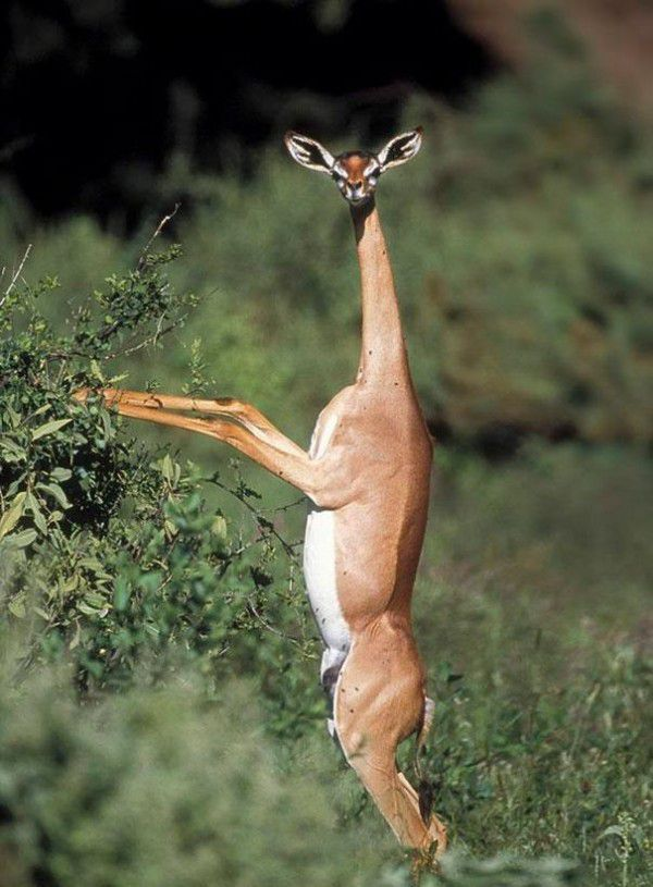 Gazela de girafa.