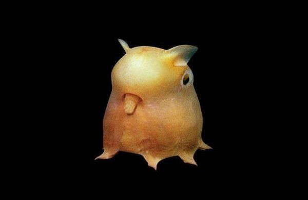 Grimpoteuthis。