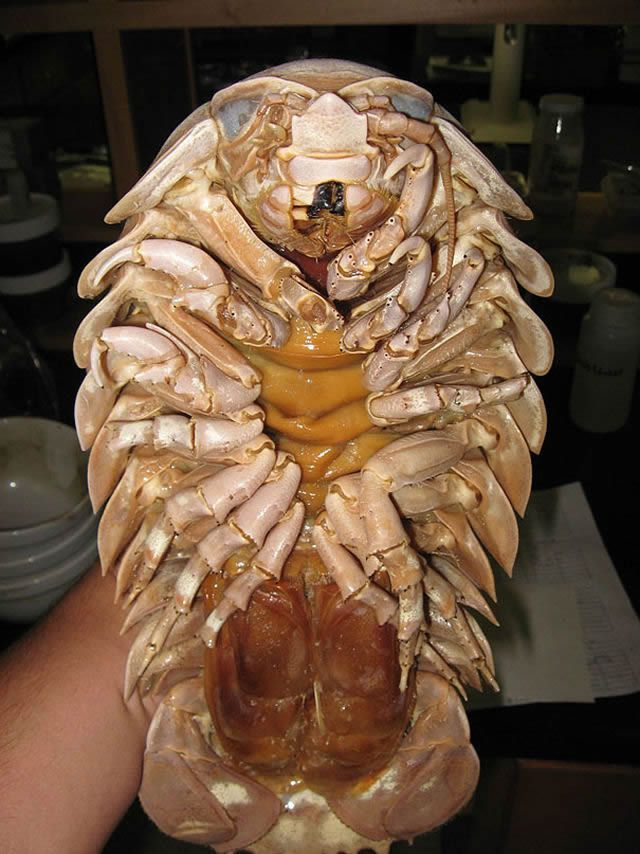 Isopod gigante.