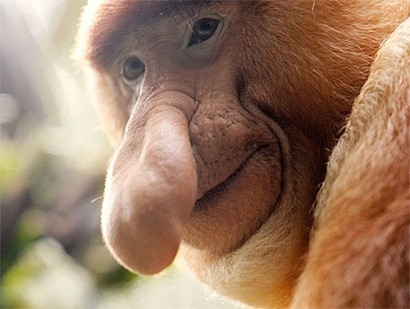 Macaco de nariz comprido.