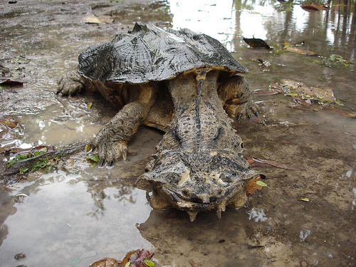Matamata turtle.