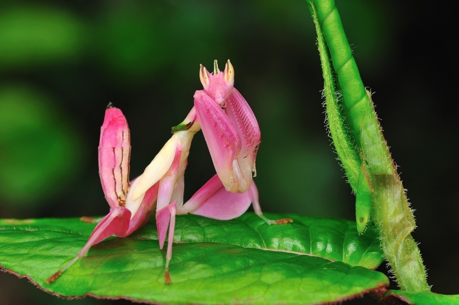 Orquídea Mantis.