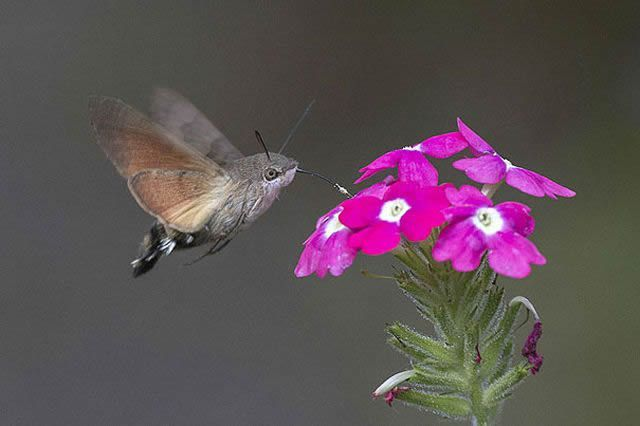 Papillon colibri.