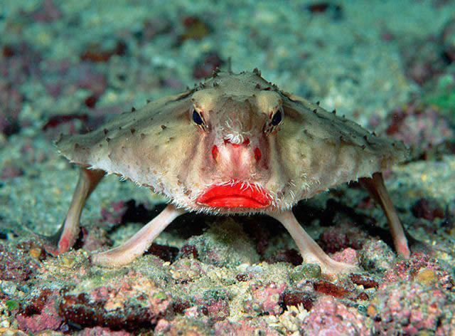 Pesce pipistrello dalle labbra rosse.