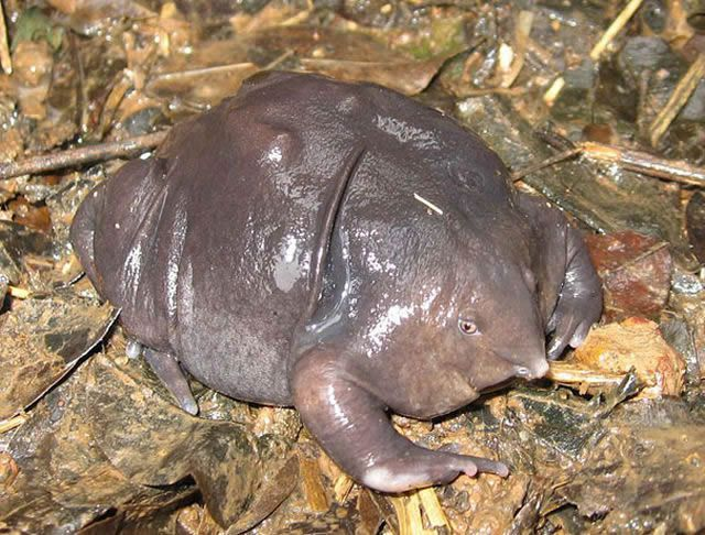 Purple frog from India.