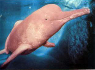 Rosafarbener Delphin