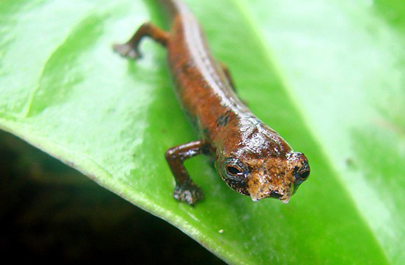 Salamander alien.