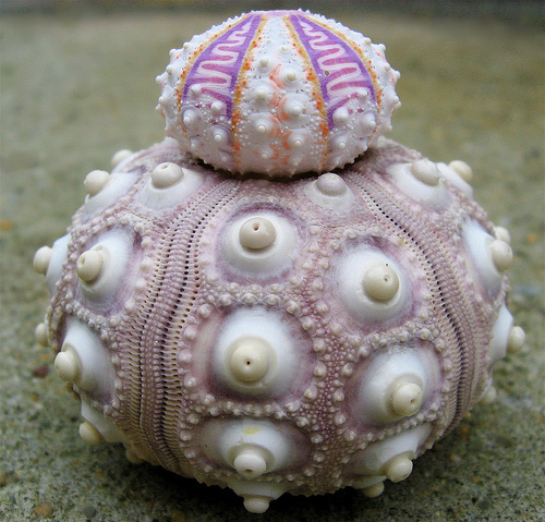 Sea urchin.