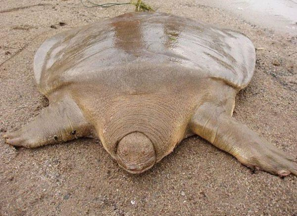 Tartaruga de casca mole.