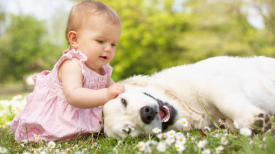 The best videos of babies and their pets