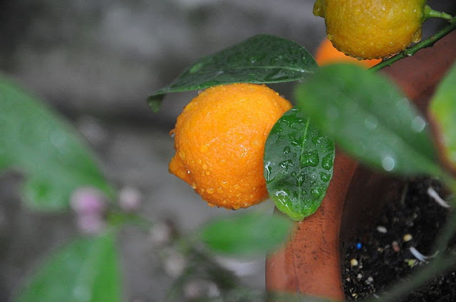 Die Zitronen-Mandarine oder "Rangpur"