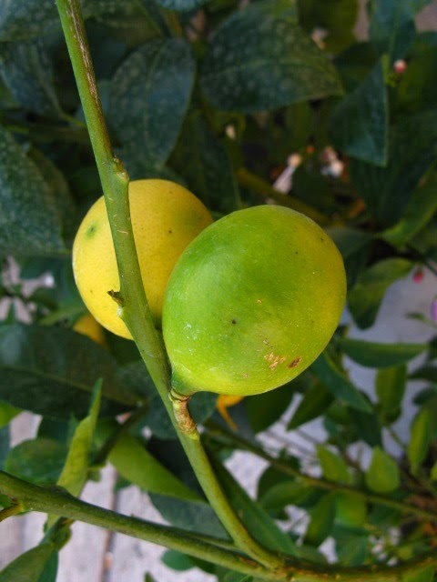 Limequat
