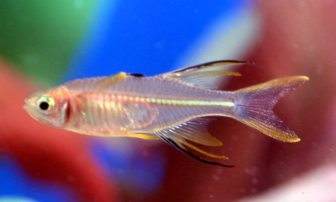 Herringbone fish
