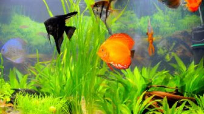 The best tropical freshwater fish