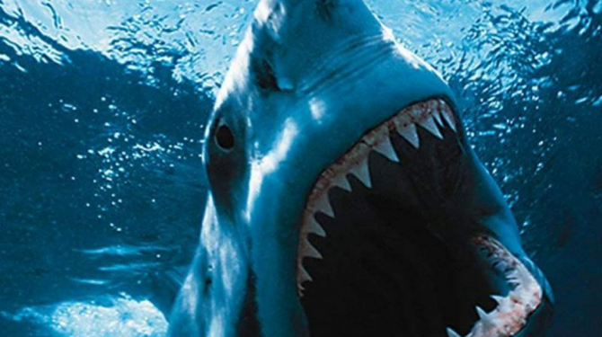 The best and most chilling shark images