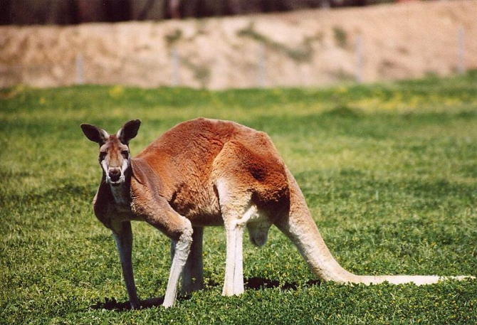 Kangourou / AUSTRALIE