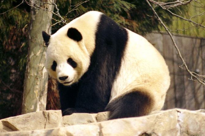 PANDA BEAR / CHINA