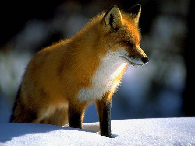 RED FOX /イギリス