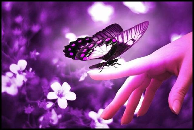 Die Botschaft der Schmetterlinge