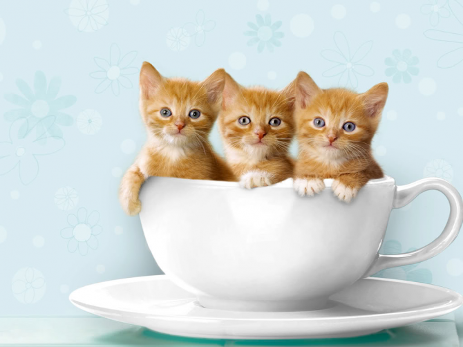 Ada tiga cangkir untuk tiga anak kucing, atau ... tiga anak kucing dalam satu cangkir?