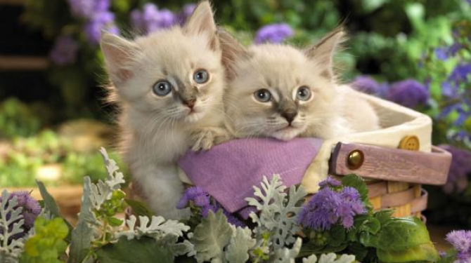 The most tender and funny kittens