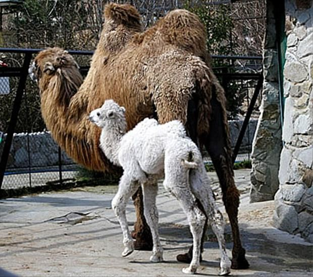Bebé camello