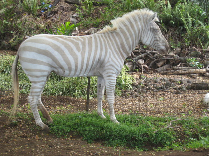 zebră
