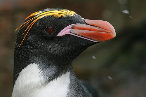 世界には18種類のペンギンがあります