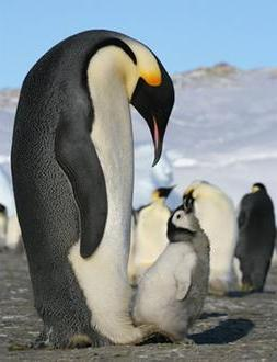 Пингвины-самцы несут ответственность за выводку детенышей, а мать отправляется на поиски еды