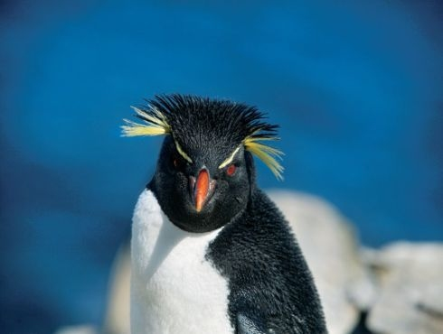 Algumas espécies de pinguins têm penas amarelas