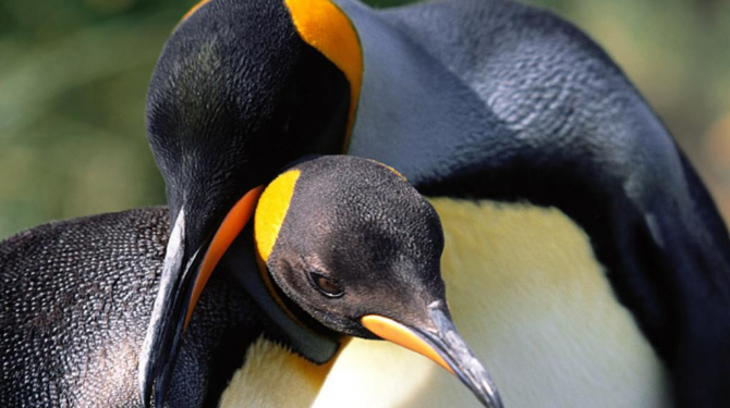 Curiosities of the penguins