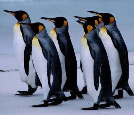 Der Kaiserpinguin ist die größte Pinguinart