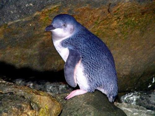 Die blauen Pinguine sind die kleinsten und wiegen nur 1 kg