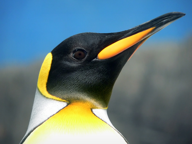 Je nach Tierart kann ein wilder Pinguin 15 bis 20 Jahre alt werden
