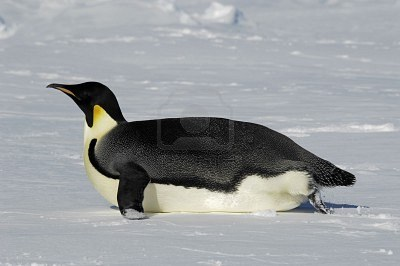Para se mover rápido no gelo, eles se deitam de barriga e empurram com os pés