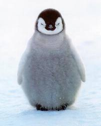 Quand un pingouin naît, il a un plumage appelé «duvet».