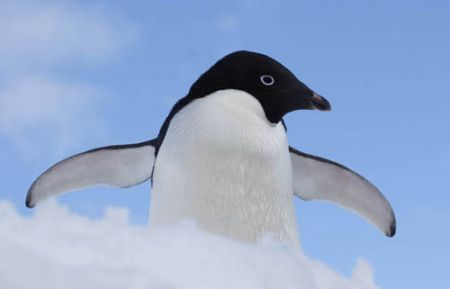 The penguins have highly developed senses of hearing, smell and above all sight