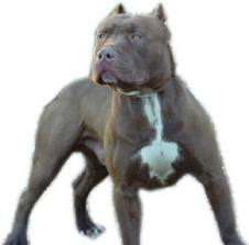 Amerikanischer Pit Bull Terrier