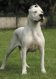 Argentinische Bulldogge