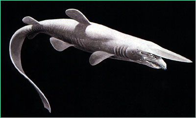 Гоблинская акула