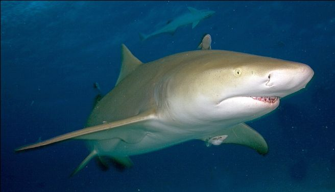 Лимонная акула