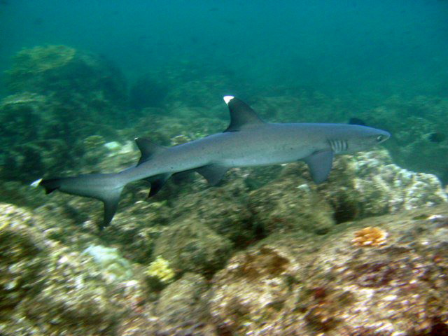 Рифовая акула