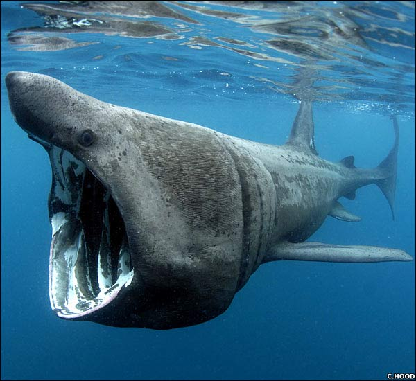 Греющаяся акула