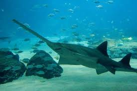 Bahamasa Sierra Shark