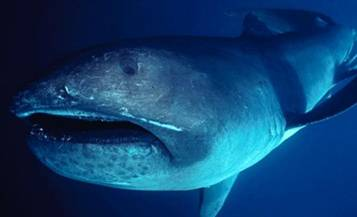 Bigmouth Shark