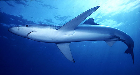Tubarão azul