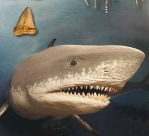 tubarão-megalodonte
